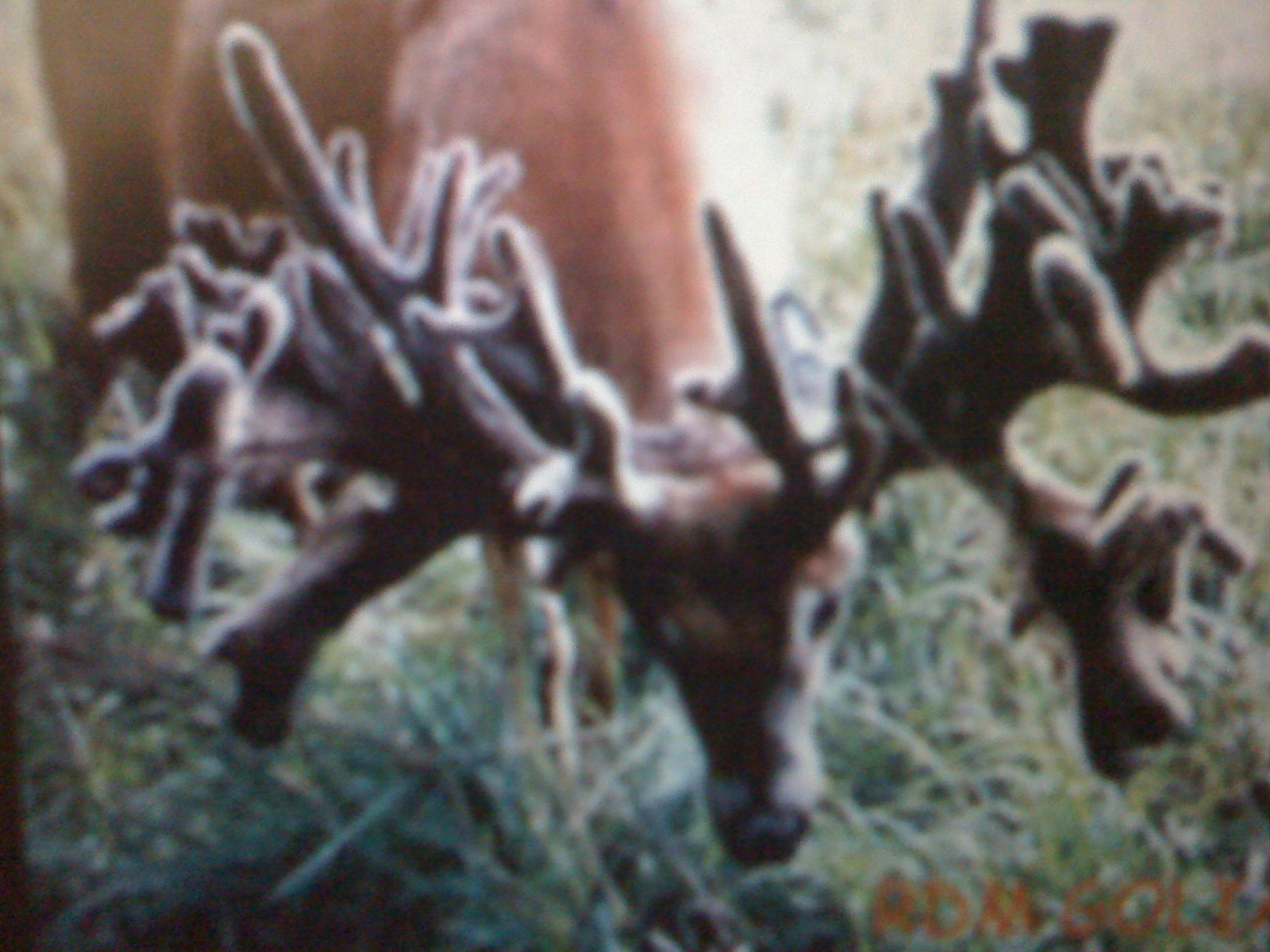 Southwest Louisiana Rice Field No limit goose hunting and regular